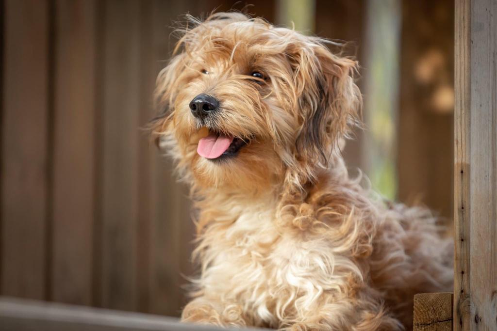 כלב מסתכל בסקרנות