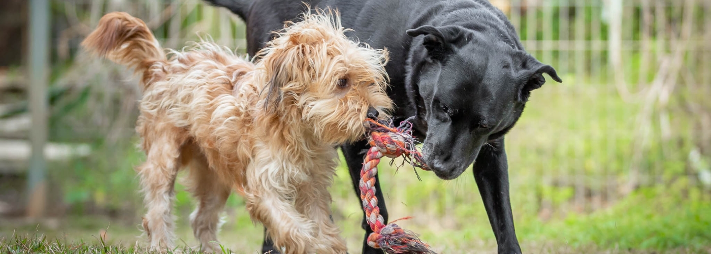 שני כלבים משחקים עם צעצוע חבל