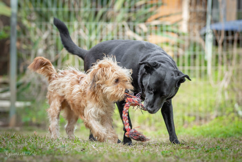 שני כלבים משחקים בחצר בצעצוע חבל