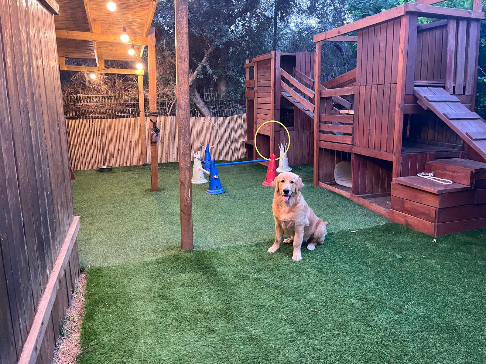 מיקו בחצר הקליניקה