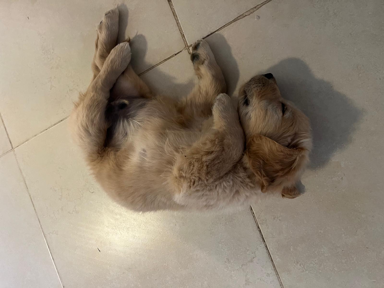 מיקו שהיה גור קטן